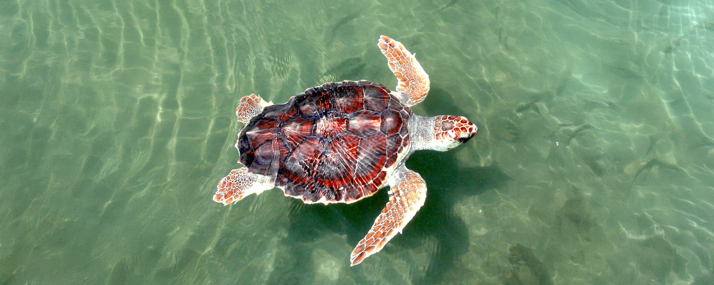 Persisten delitos ambientales contra tortugas marinas sin sanción en México
