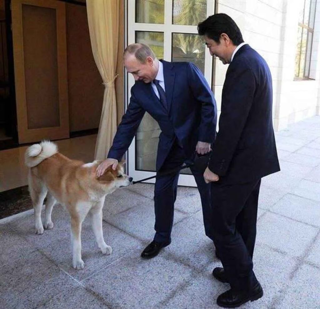 Muere Yume, la perrita akita inu de Putin
