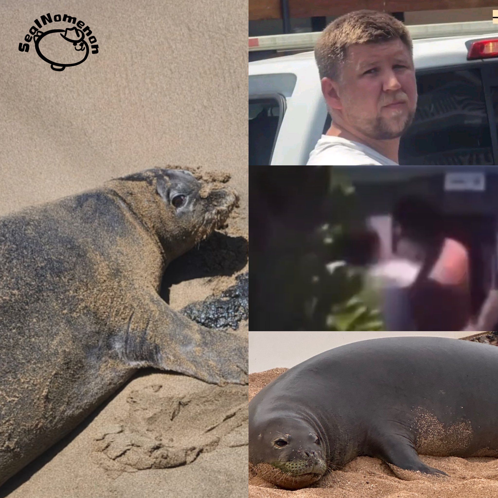 Turista lanza roca a foca monje hawaiana en peligro de extinción y recibe paliza de residente