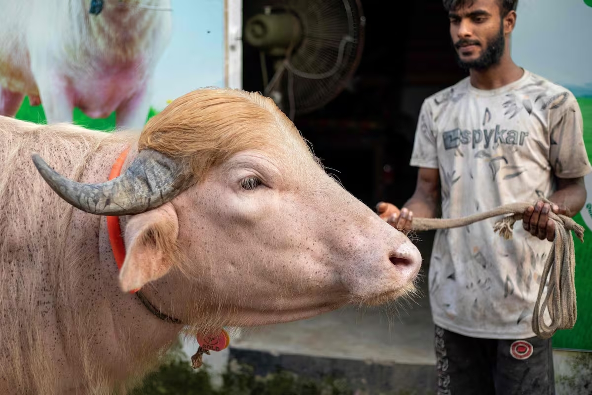 Un animal de 700 kg con aspecto del mandatario estadounidense desató una crisis durante el Eid al-Adha en Bangladesh.