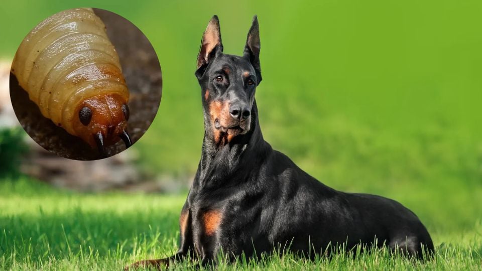 Doberman con barrenador