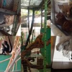 Rescatan 16 animales exóticos de Animalandia Maya en Playa del Carmen