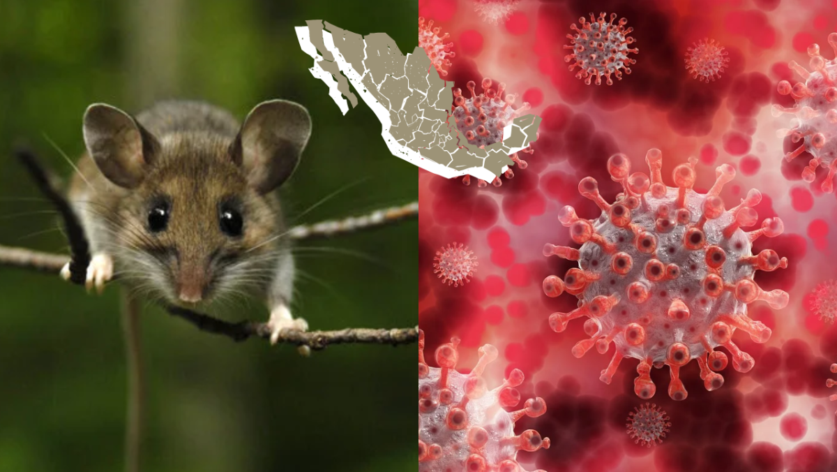 Hantavirus en México