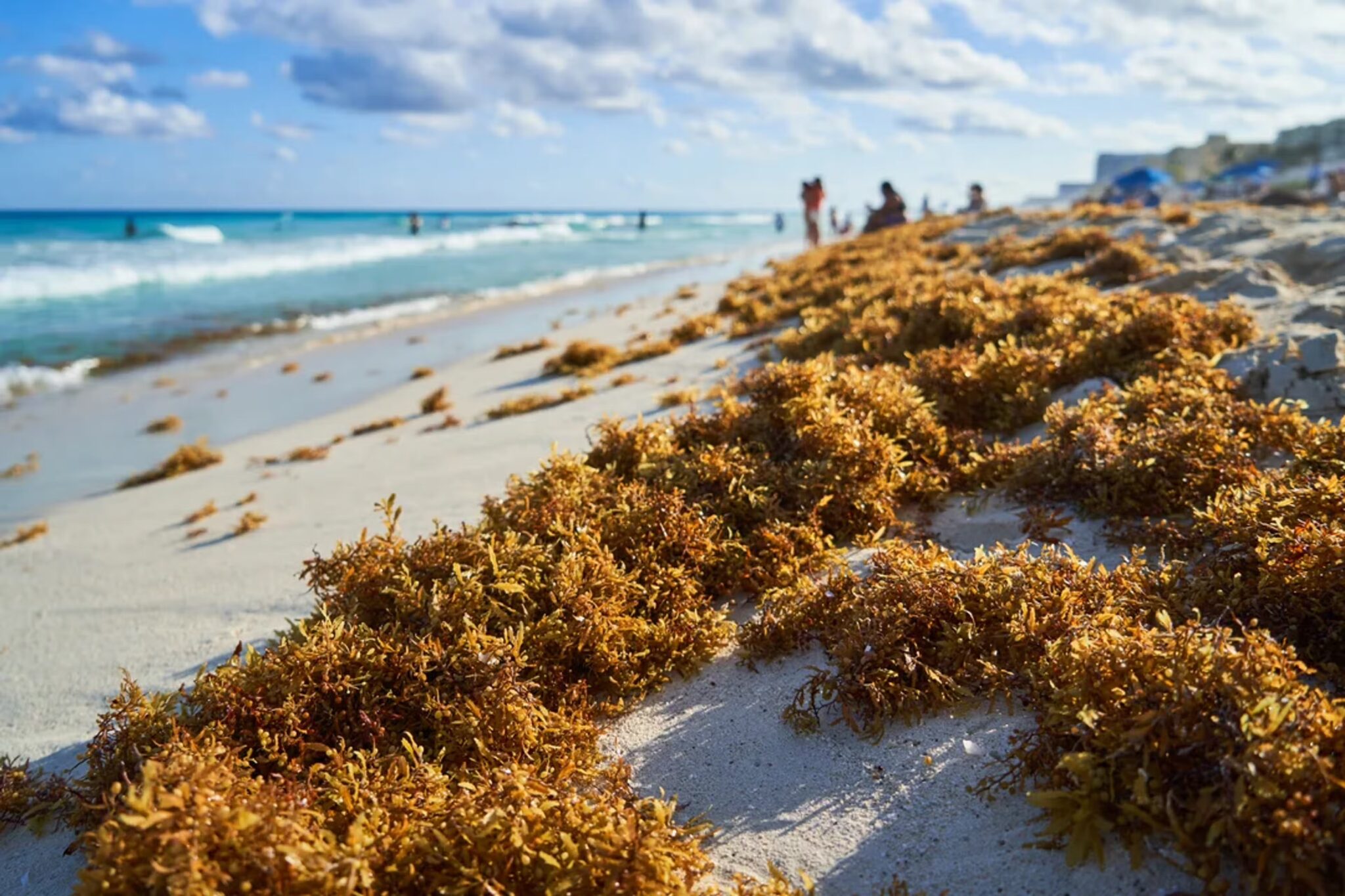 Cancún recolecta 8 mil toneladas de sargazo durante 2026