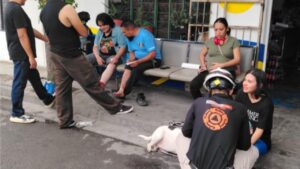 Ataque de abejas en Monterrey deja personas lesionadas y perros afectados