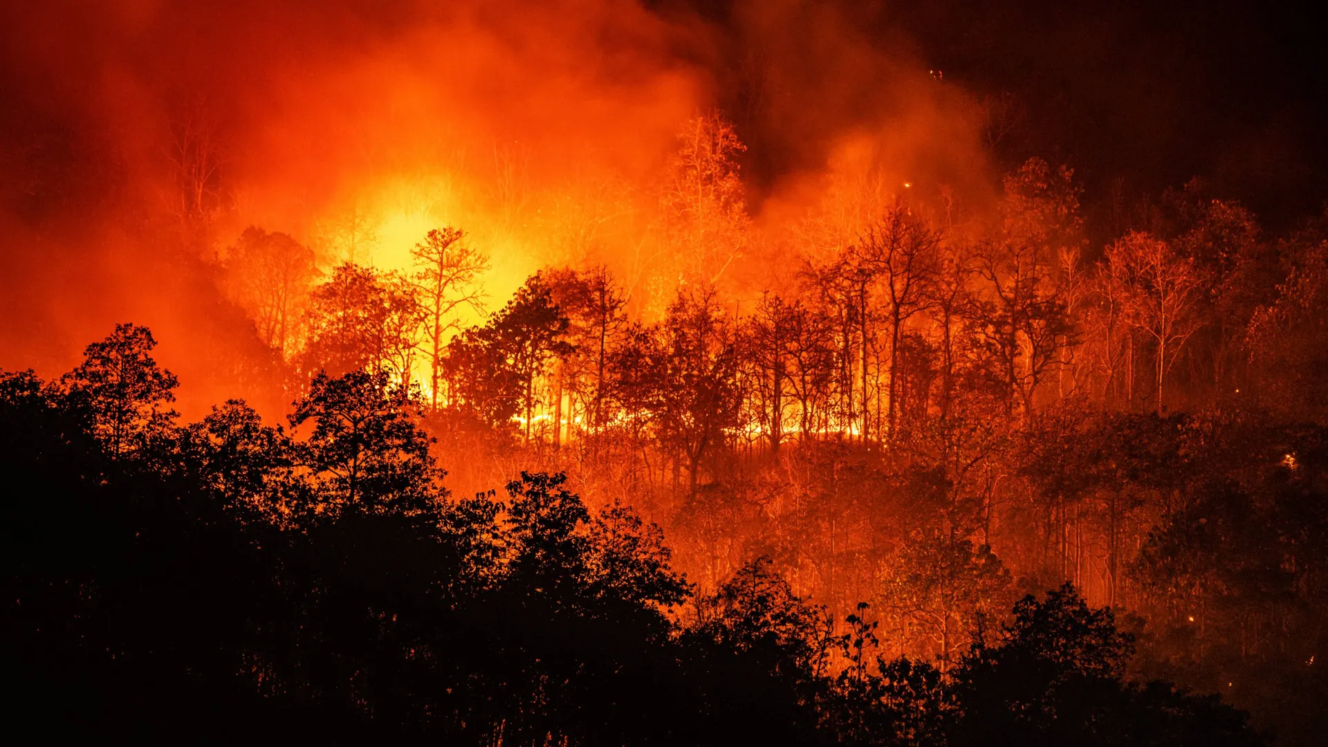 Incendio forestal