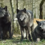 Lobos de Chernóbil desarrollan resistencia al cáncer, tras décadas de exposición a la radiación