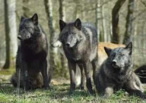 Lobos de Chernóbil desarrollan resistencia al cáncer, tras décadas de exposición a la radiación