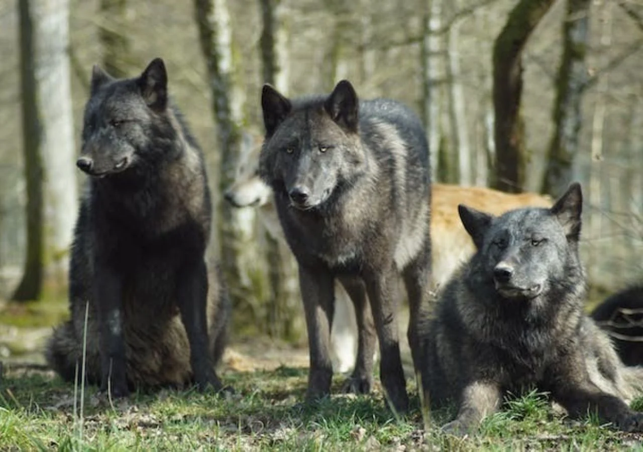 La población de lobos en Chernóbil es hasta siete veces superior que en otras reservas cercanas, pese a vivir con altos niveles de radiación.