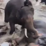 Muere turista en una pelea de elefantes en un santuario de India