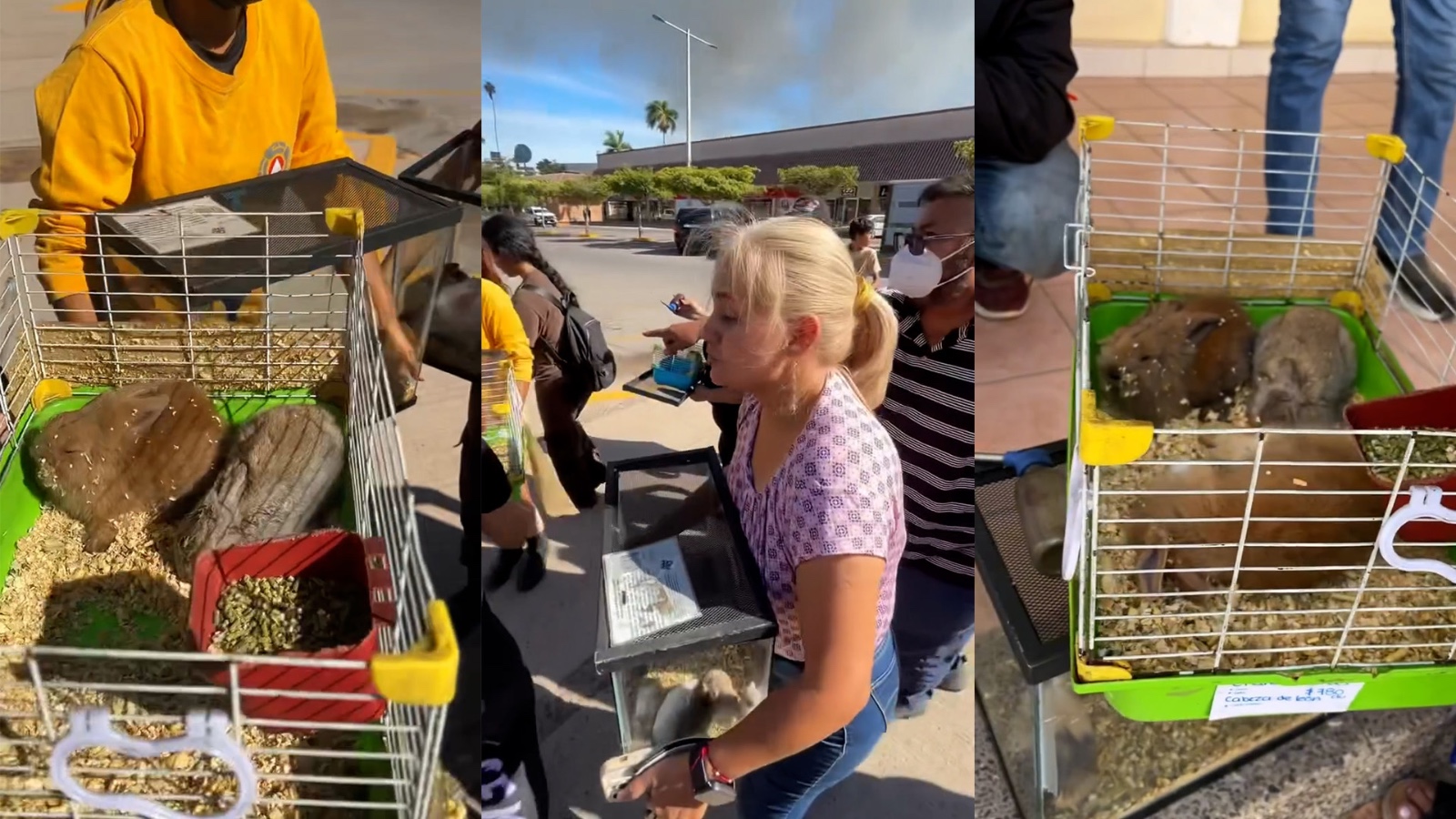 Rescate de animales en Los Mochis