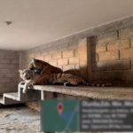 SEMAR halla tigres, monos en extinción y armas en Otumba, Edomex
