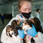 Rescatan a más de mil 500 beagles destinados a experimentos en laboratorios de Estados Unidos