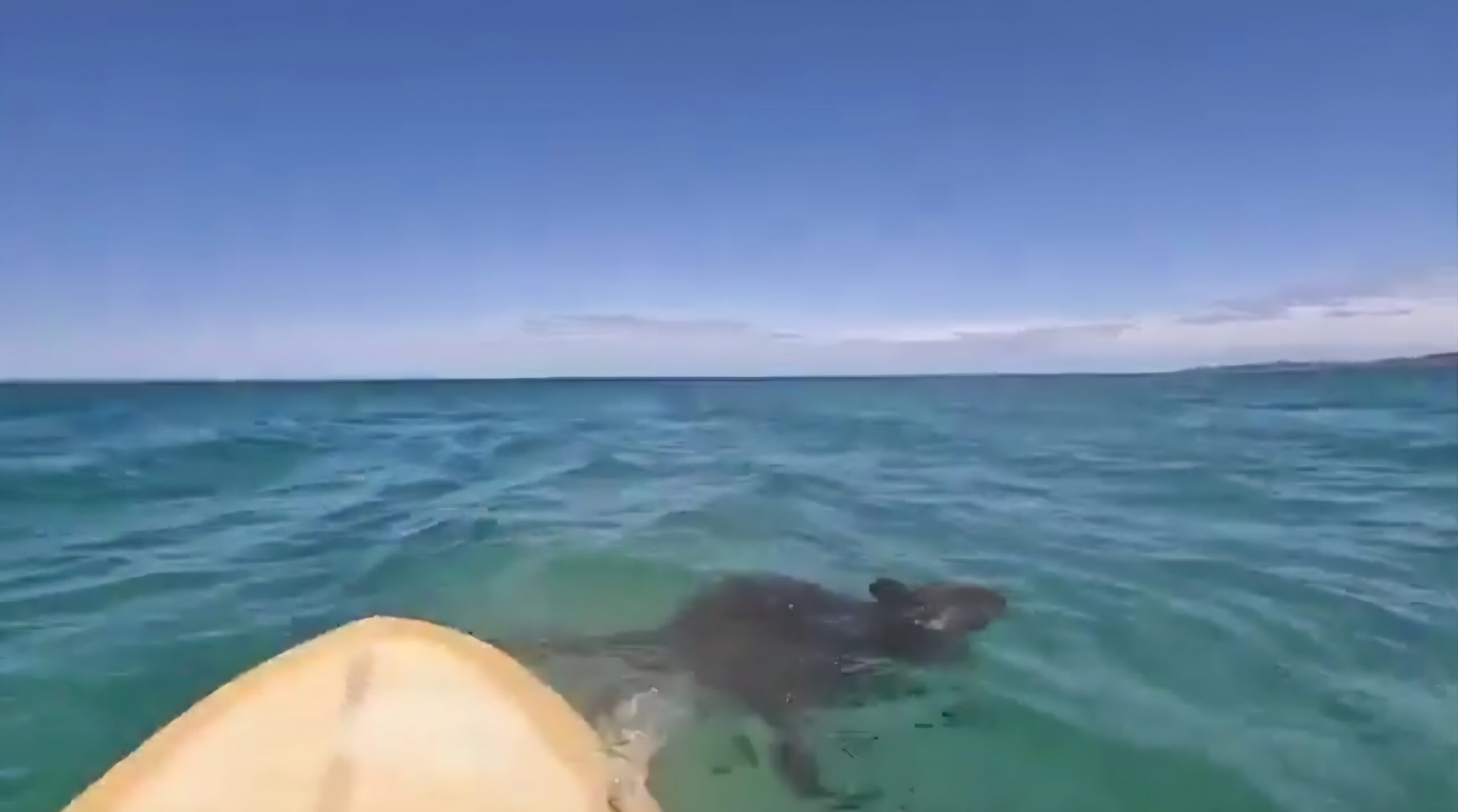Surfistas rescatan a ualabí en medio del mar en Australia, video conquista las redes