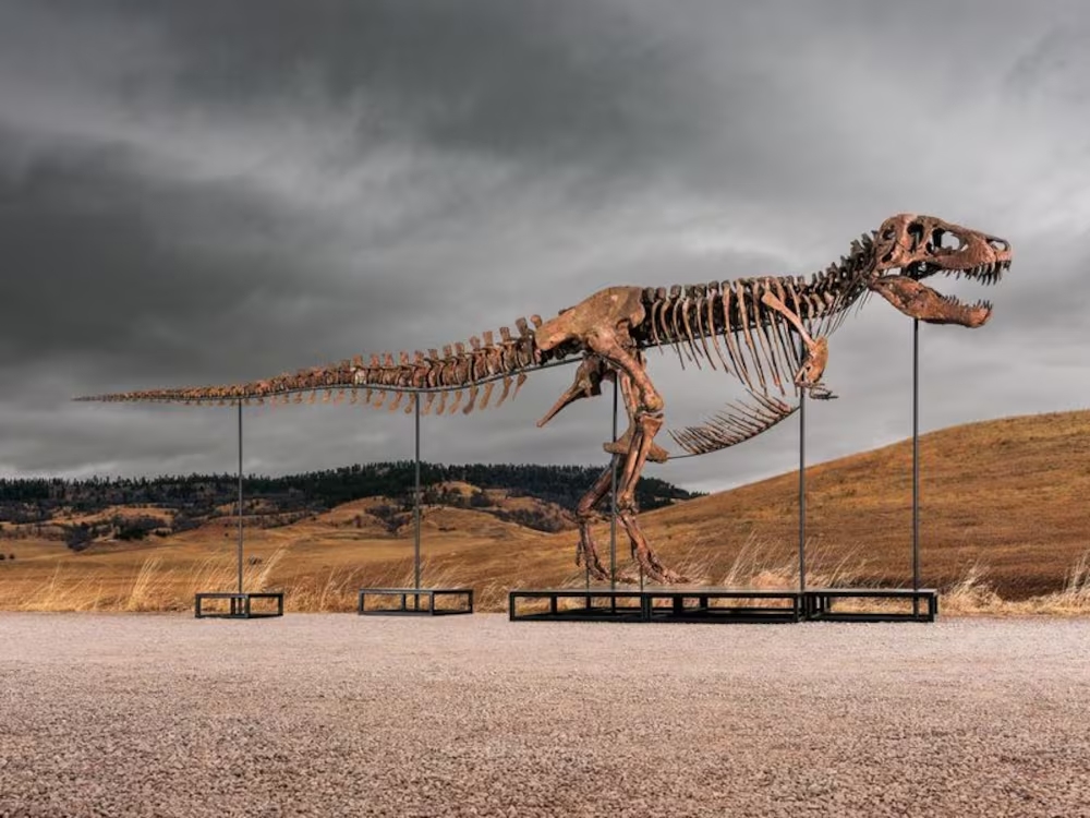 La casa Sotheby's pondrá a la venta en julio al espécimen "Gus", uno de los T-Rex más completos hallados.