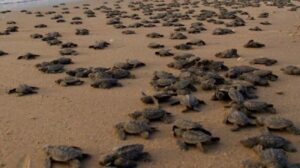 Obstáculos críticos dificultan la reproducción de tortugas en el Caribe