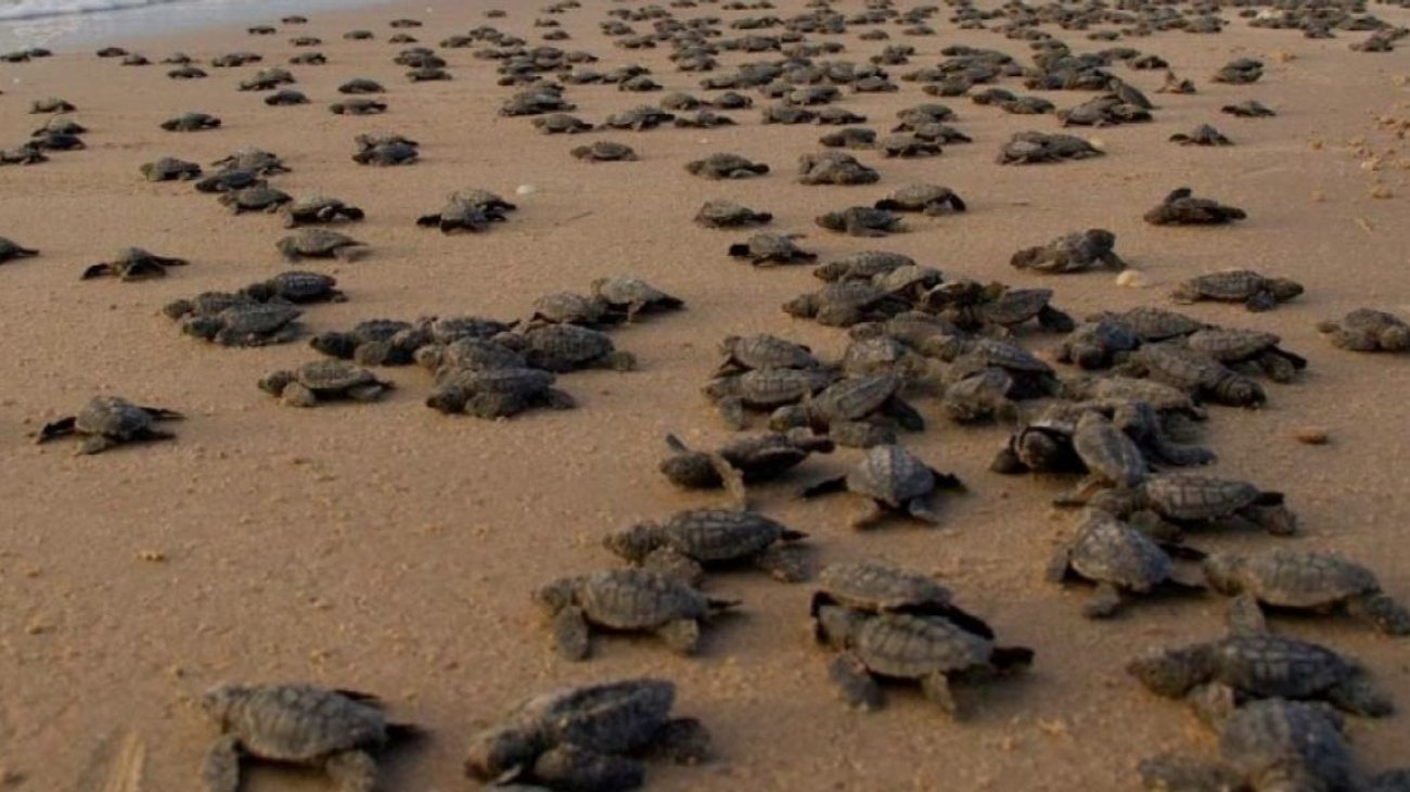 Obstáculos críticos dificultan la reproducción de tortugas en el Caribe