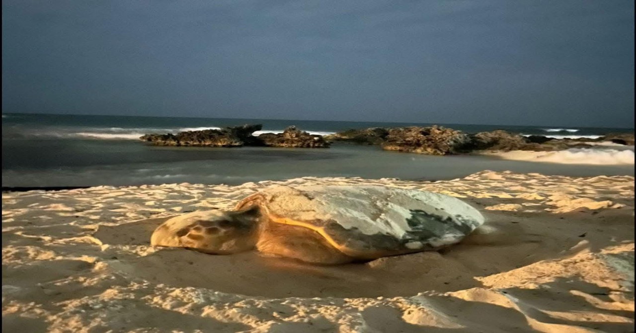 Primera tortuga caguama