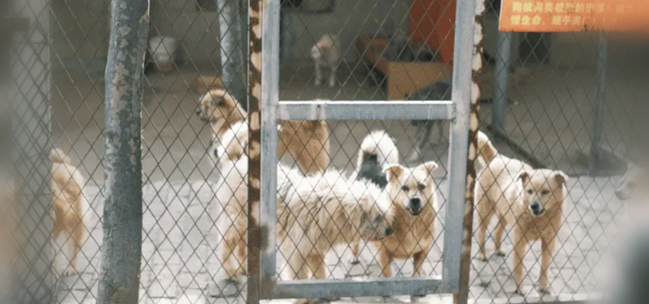 Nueva ley en CDMX exige registro oficial para vender mascotas en redes y crea padrón de maltratadores animales.