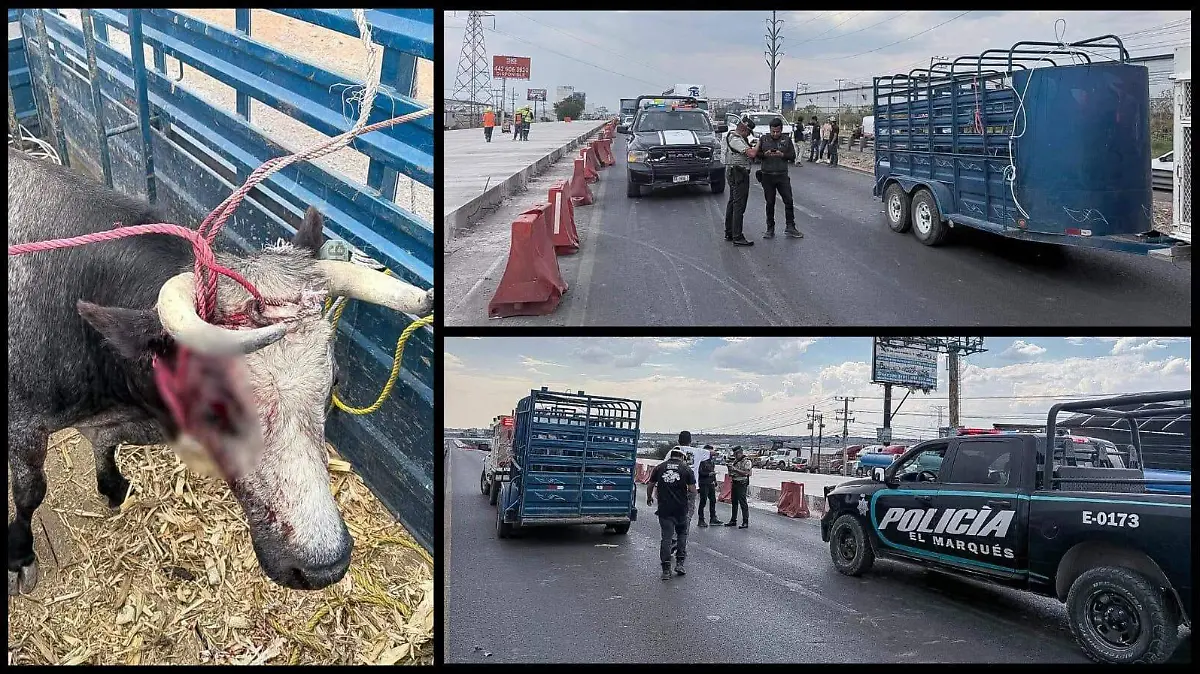 Un toro de lidia paraliza el tránsito en la carretera federal 57 de Querétaro