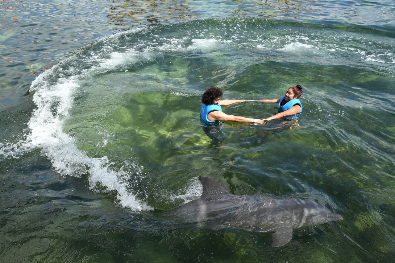Delphinus reporta una baja del 10% en visitantes. El tipo de cambio y el Mundial 2026 complican la temporada.