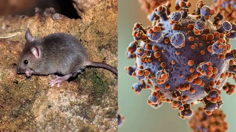 El pequeño roedor silvestre es el principal vector del virus Andes en Chile y Argentina, pero no habita en México.