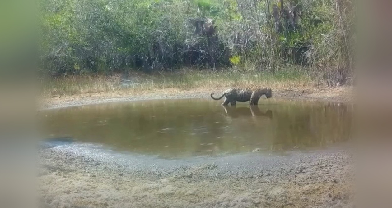 Un jaguar fue filmado refrescándose en una aguada en Mahahual, Quintana Roo, nueva prueba de vida silvestre en la selva maya.
