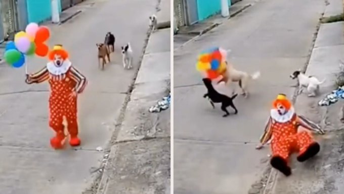 El clip, grabado presuntamente en Bolivia, muestra una persecución tan absurda como graciosa que ya conquistó las redes sociales.