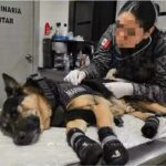 Perro rescatista mexicano resulta lesionado tras salvar 10 vidas en Venezuela