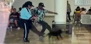 Guardias golpean a perrita que buscaba refugiarse de la lluvia en hospital de Campeche