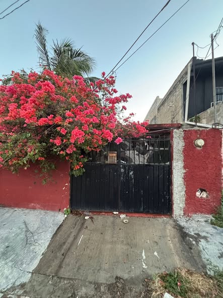 Denuncian a persona por sacrificar animales para entrenar a su perro de raza pitbull en Cancún