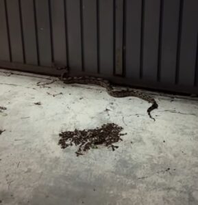 Alertan por culebra que habría ingresado a un domicilio en Felipe Carrillo Puerto