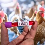 Australia confirma primer caso de gripe aviar H5
