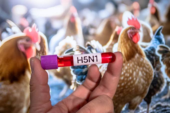 Australia confirma primer caso de gripe aviar H5
