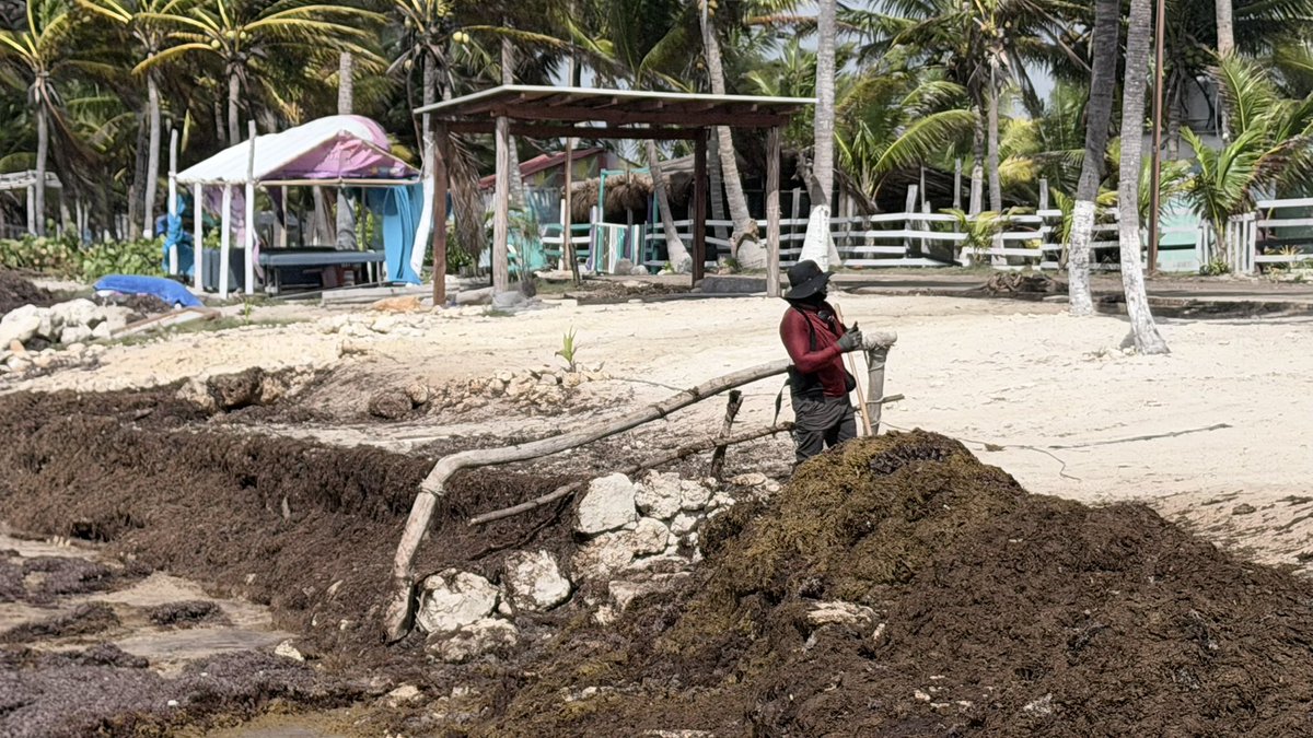 Rebasa sargazo las 63 mil toneladas recolectadas en Quintana Roo