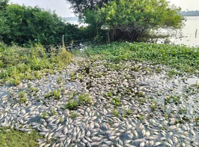 Investigan muerte masiva de peces en lagunas de Veracruz