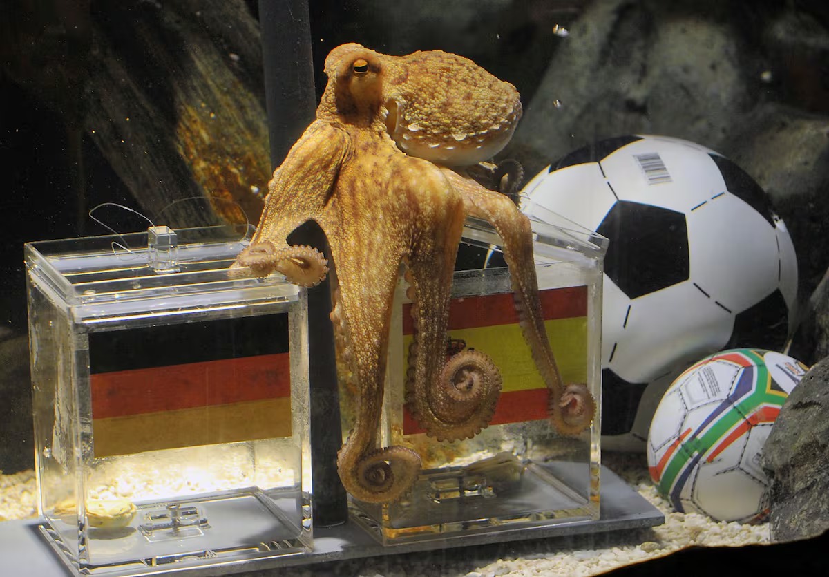 ¡De Paul el pulpo a las nutrias de Qatar! Estos son los animales oráculo de cada Mundial