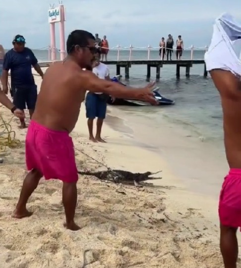 Capturan a pequeño cocodrilo en club de playa de Cozumel