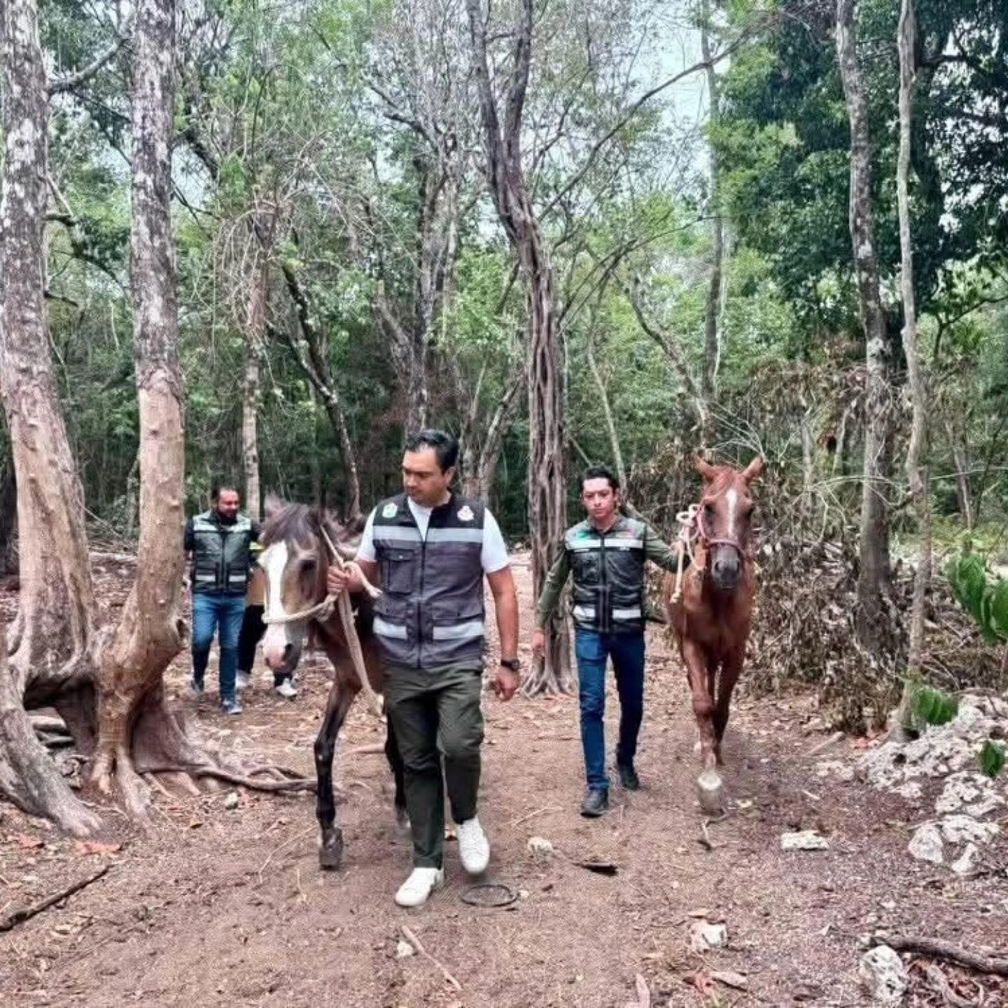 El municipio decomisó los animales a un parque temático y los trasladó a un refugio para su recuperación.