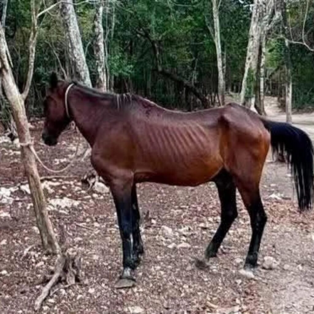 El municipio decomisó los animales a un parque temático y los trasladó a un refugio para su recuperación.