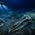 Descubren gigantesco cementerio de ballenas de 5 millones de años en el Índico