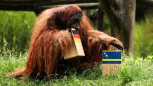 ¡Vuelve el “oráculo futbolero”! Orangután predice triunfo alemán ante Costa de Marfil