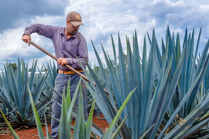 Caída del precio del agave provoca abandono de cultivos en México