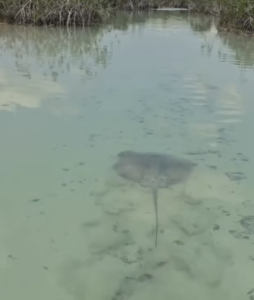 Encuentran una mantarraya en  la Laguna de los Siete Colores