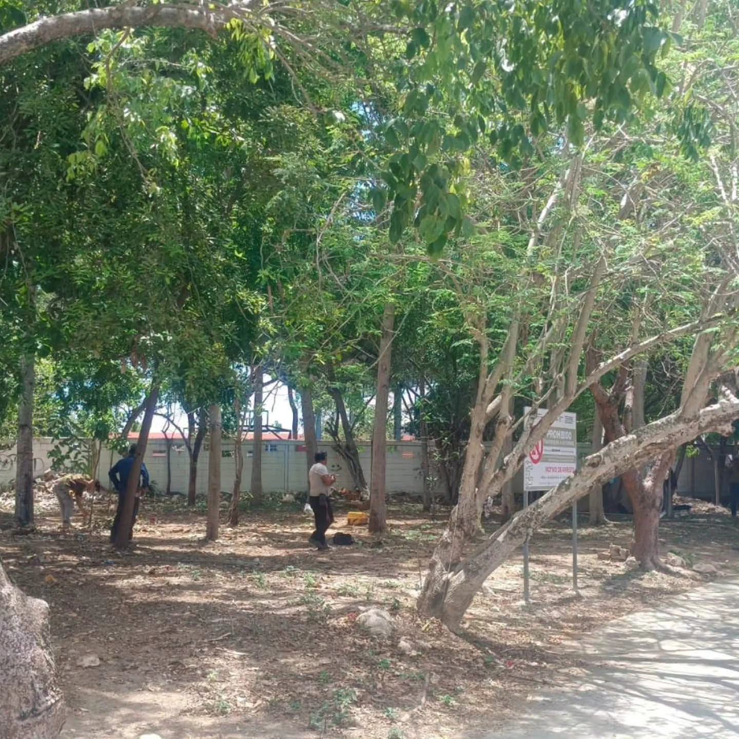 Vecinos de Villamar 1 en Playa del Carmen protestan por retiro de árboles