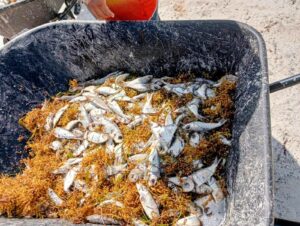 UNAM revela la causa de la mortandad de peces en playas de Puerto Morelos