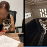 Rescatan en Cancún a “Panamá”, perrito chihuahua que fue robado en Michoacán