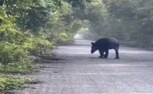 Captan a un tapir mientras cruza una carretera en Mahahual