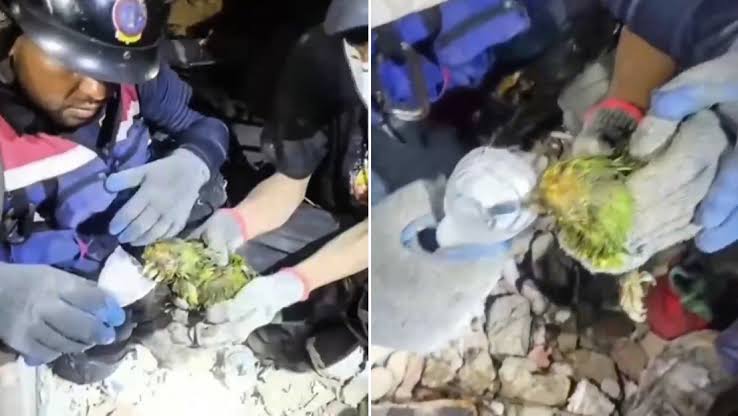 Rescate del Loro "Panchito" en La Guaira conmueve a las redes sociales
