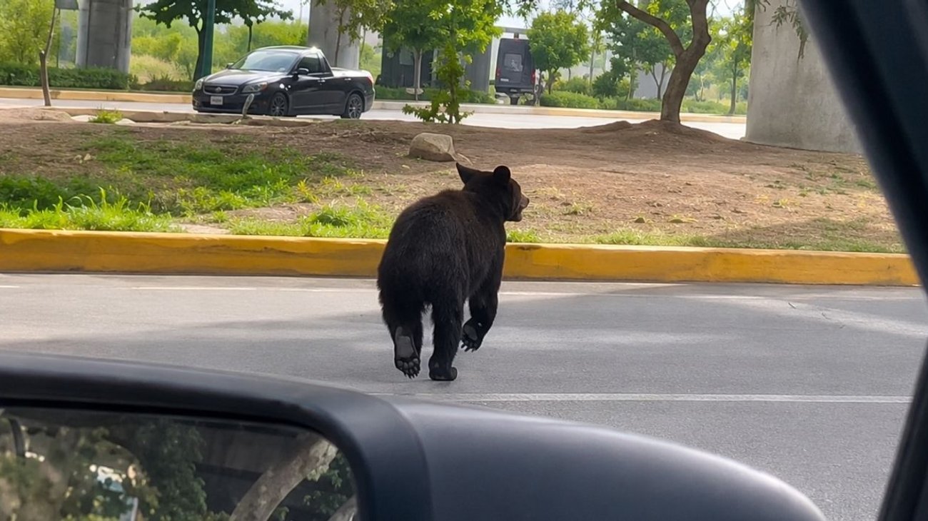 Captan a oso negro corriendo por las calles de Santa Catarina, Nuevo León